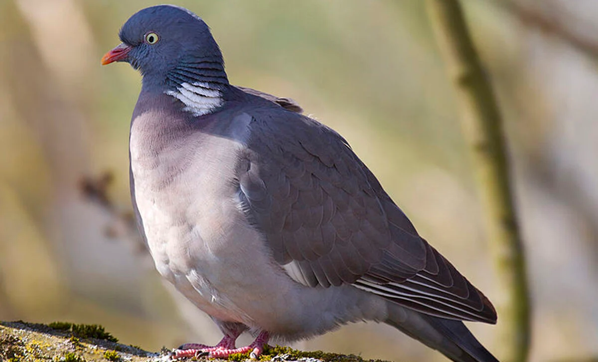 Pigeon icon